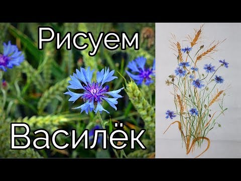 Video: How To Draw Cornflowers