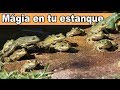 Habitantes que llegarán a Tu Estanque