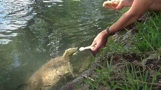 Famous How NOT to catch a Soft Shell Turtle by the hands! Net Worth