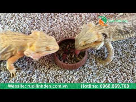 Nghiên cứu về ruồi lính đen - Cong ty Hung Dien Phat - Call: 0968.869.708