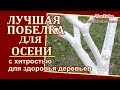 СУПЕР ПОБЕЛКА ДЛЯ ОСЕНИ ..СЕКРЕТЫ ПОБЕЛКИ..ПОБЕЛКОЙ ОЗДОРАВЛИВАЕМ ДЕРЕВЬЯ ..КАК  ПОГАСИТЬ ИЗВЕСТЬ.?