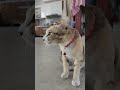 cutie #cat #animals #pets