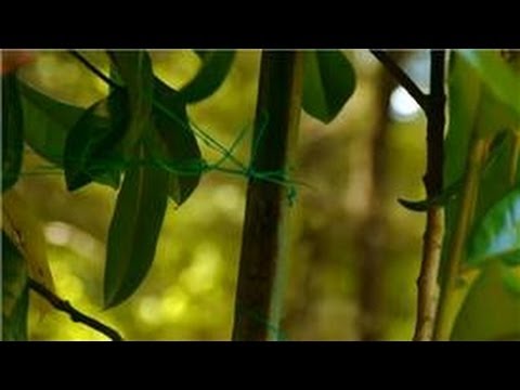 Video: Magnolia grandiflora: mô tả và trồng trọt