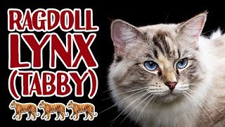 Ragdoll lynx / tabby