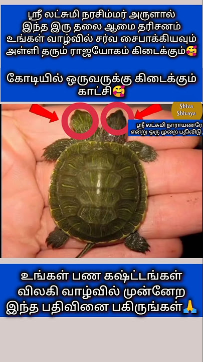 பாக்கியசாலிகளால் மட்டுமேஇக்காட்சி தரிசனம் செய்ய முடியும்#viralvideos #godmotivation #tamil #🙏🥰
