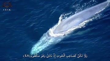 سورة القلم الآية ٤٨-٥٢ للقارئ اسلام صبحي