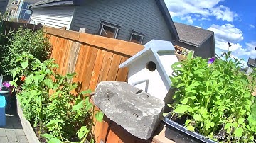 Fledgling 6 leaves the nest (Tree Swallow Babies)