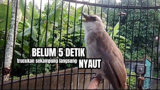 trucuk gacor NGALAS GARUDA full suara ALAM LIAR AMPUH buat PANCINGAN TRUCUKAN yang malas bunyi.