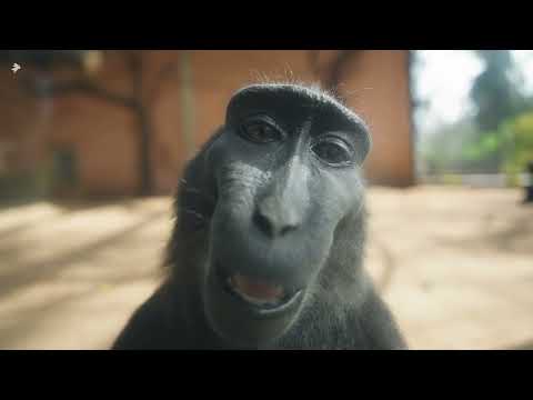 monkey meme video｜TikTok Search