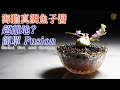 【自家製 Fine Dining】海膽 真鯛 魚子醬 離地自high? 簡單突出食材！出奇地匹配的口感與味道！