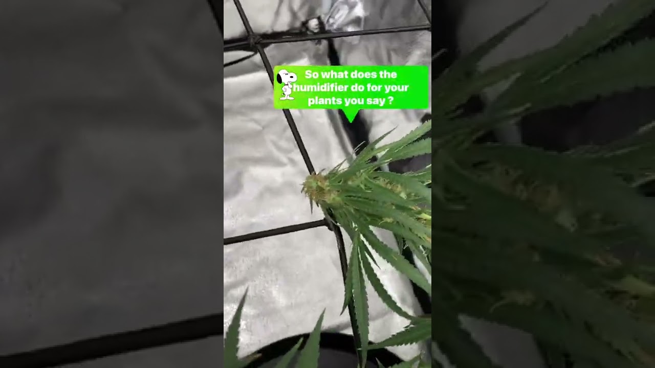 EzGro bloom series: Using a dehumidifier in a cannabis grow tent