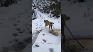 Dozer Domuzları görünce 🦁🦁🦁