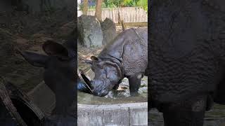 Hippo or Rhinoceros? Which?