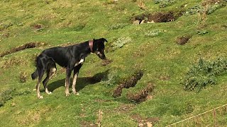 Bolting, netting and digging with Bella and Roxy