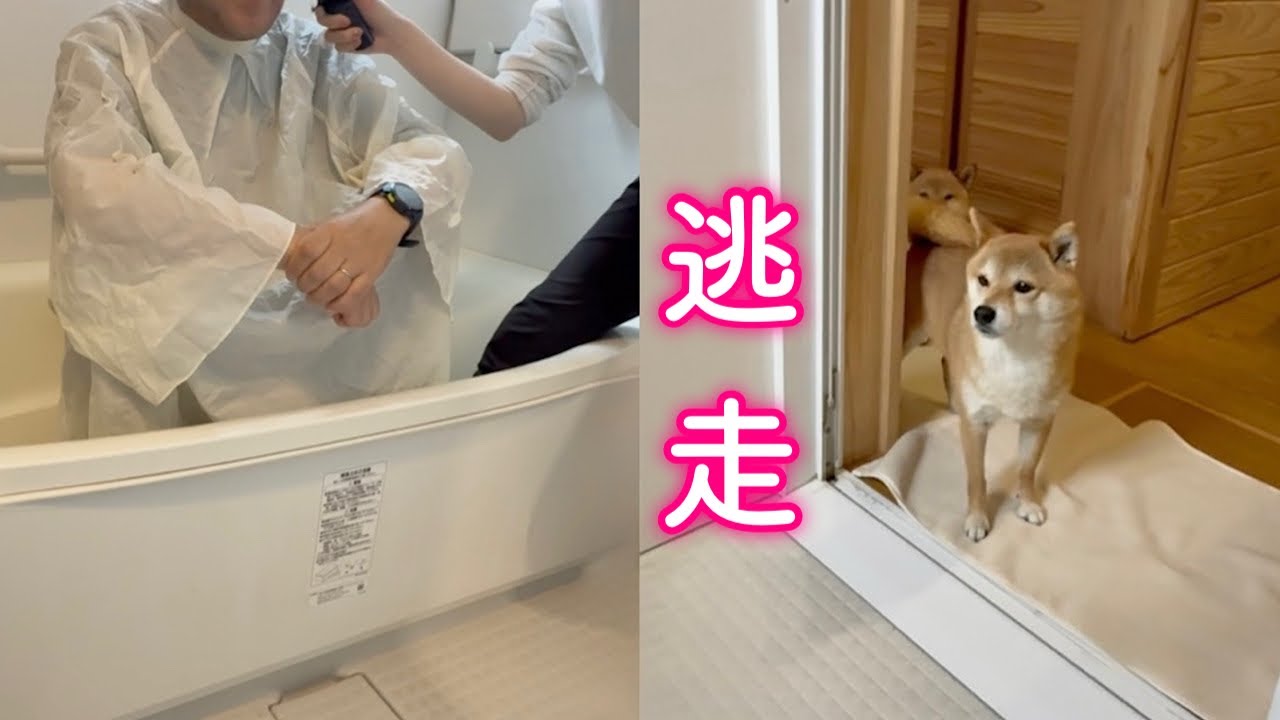 This adorable Shiba Inu runs away in a panic after seeing his dad