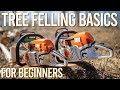 Tree Felling Basics for Beginners and Amateurs // Stihl MS 261 and 362 C-M