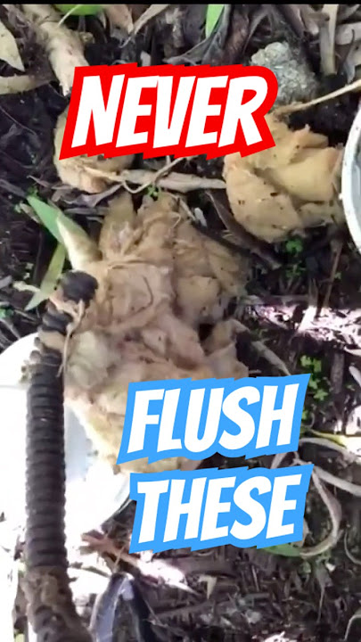Never Flush These Down Your Toilet Unless You Want A Sewer Backup - Ultra Plumbing & Drain Cleaning