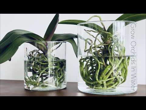 Video: Orchids In Water: Growing Rules. How Long Should The Plant Keep The Leaves In Water? How To Submerge It? Can An Orchid Be Kept In Water All The Time?