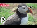 🚂 Alphabet Animal Train | Fun ABC Animal Song for Kids A to Z 🚂
