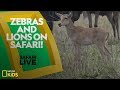African Wildlife Behavior and Characteristics