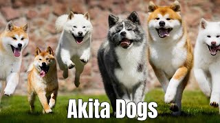 Akita Dogs | Everything You should Know About  @relaxyourpetdog