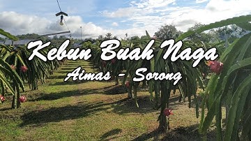 Kebun Buah Naga Aimas Sorong