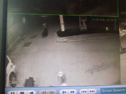 Bear attack: कहां भालू ने मचाया कोहराम?.. हमले की सारी तस्वीर CCTV में हुई कैद देखिए Video