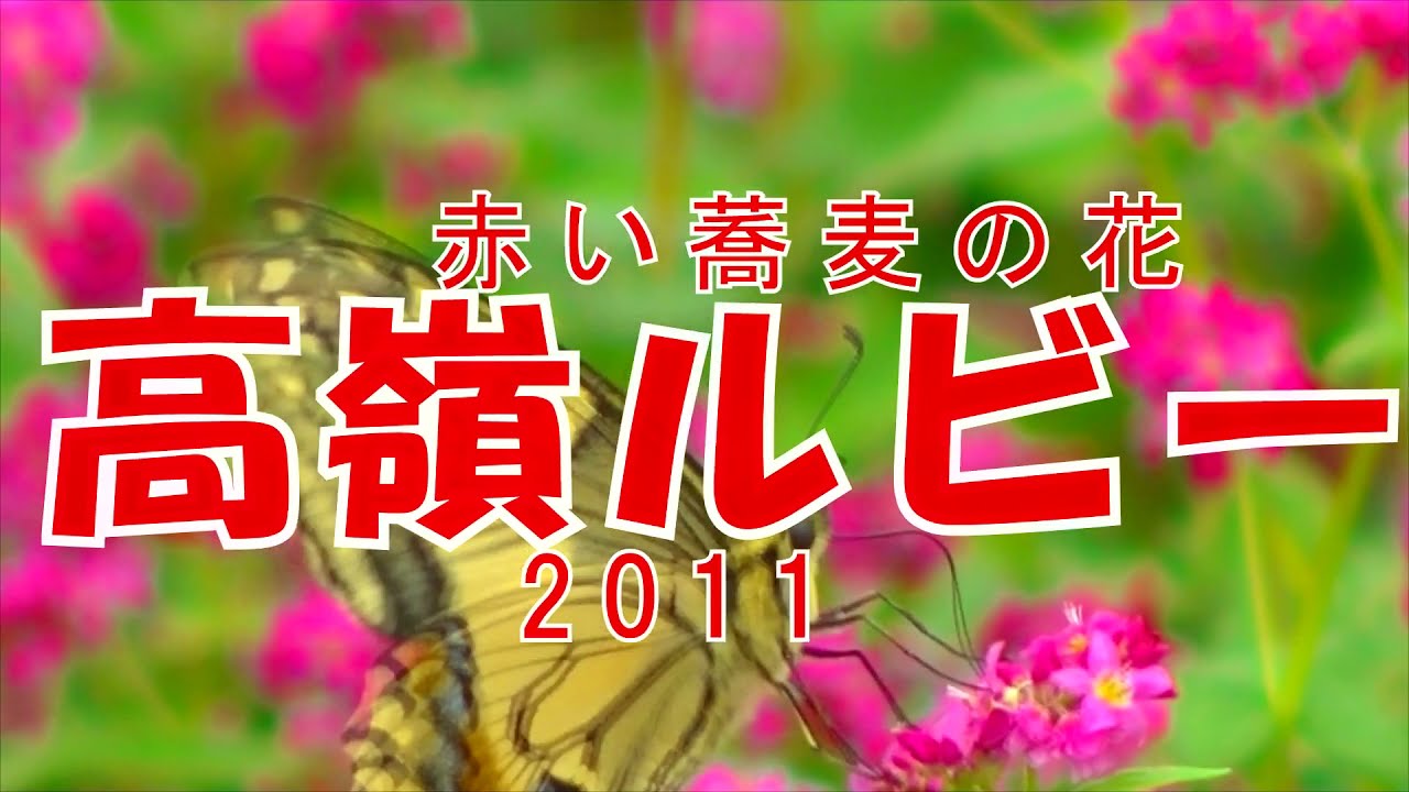 赤そばの花 高嶺ルビー11 本当にきれいな花でした Youtube 赤そばの花 高嶺ルビー11 本当にきれいな花でした Youtube
