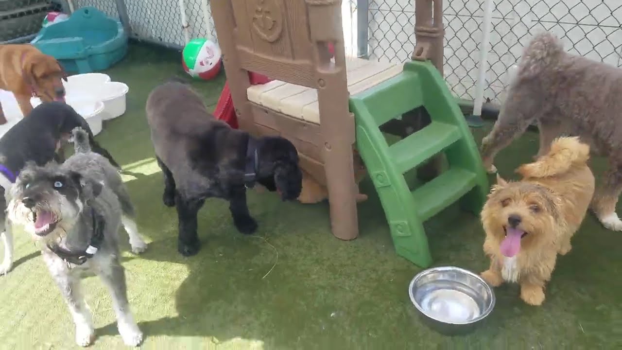Playtime at Dogs On The Farm & Cats Too!