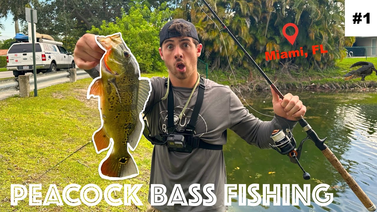 What Is The Best Time Of Year To Catch Peacock Bass In Florida