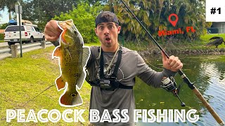 How to Catch PEACOCK BASS in FLORIDA!! (FFS2)