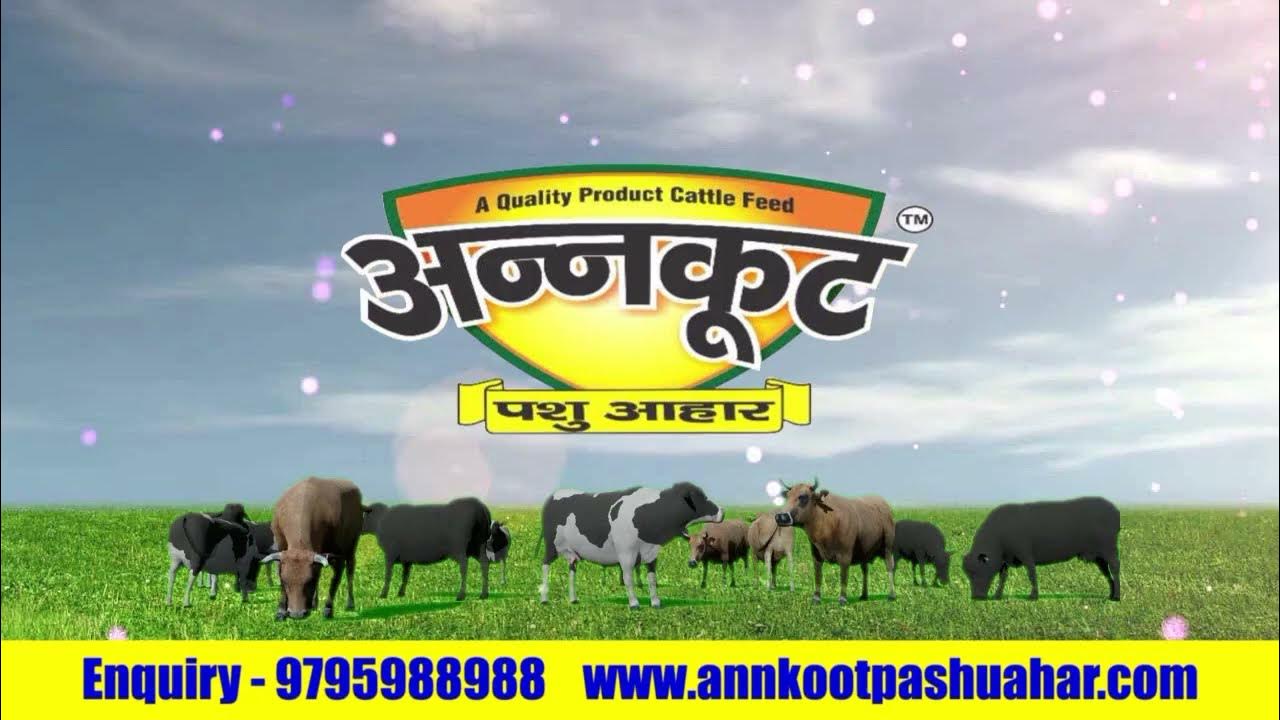 Annkoot Pashu Aahar The Best Cattle Feed for Happy, Healthy Cows