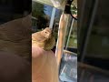 Sweet little bird
