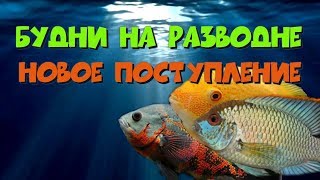 Будни на разводне: новое поступление