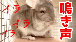 チンチラの気持ち【鳴き声】オスの発情でイライラ・ソワソワ編※音量注意※