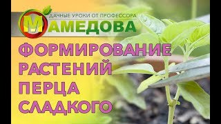 Формирование растений перца сладкого.