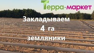 видео: Закладываем новую плантацию клубники. Питомники рассады земляники. картинка: Закладываем новую плантацию клубники. Питомники рассады земляники.