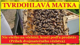 "Tvrdohlavá" matka v dvojmatečnom včelstve