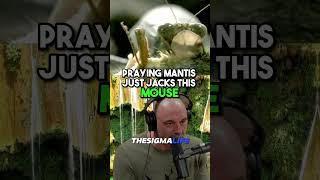 Why PRAYING MANTISES Are TERRIFYING Creatures | JRE  #jre #joerogan #animalshorts