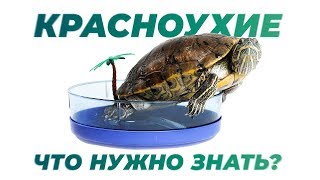 Красноухая черепаха. Содержание дома. Интересные факты.