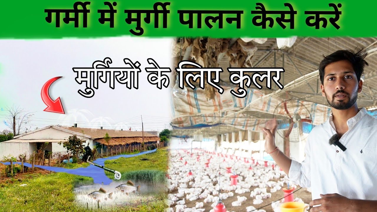 गर्मी के दिनों में मुर्गी पालन का शानदार तरीका । How to Control Temprature Poultry Farm in Summer 🔥