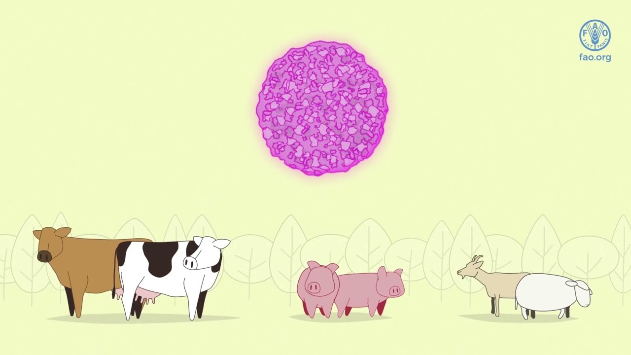 What you need to know about Foot-and-Mouth Disease. - YouTube