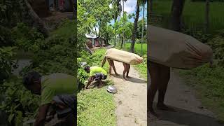 The Cow Overturned The Pot Containing The Grass.