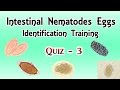 Intestinal nematodes eggs identification training quiz 34