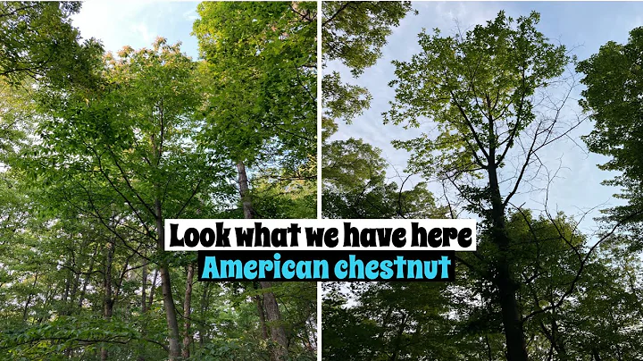 We Found Mature American Chestnut Trees! Are They Blight-Resistant...