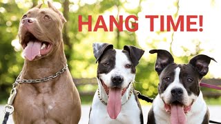 Young American Pitbull Completes Her First Hang Time Compeion Isa Stafford 2024