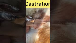 Castration l Dr Umar khan