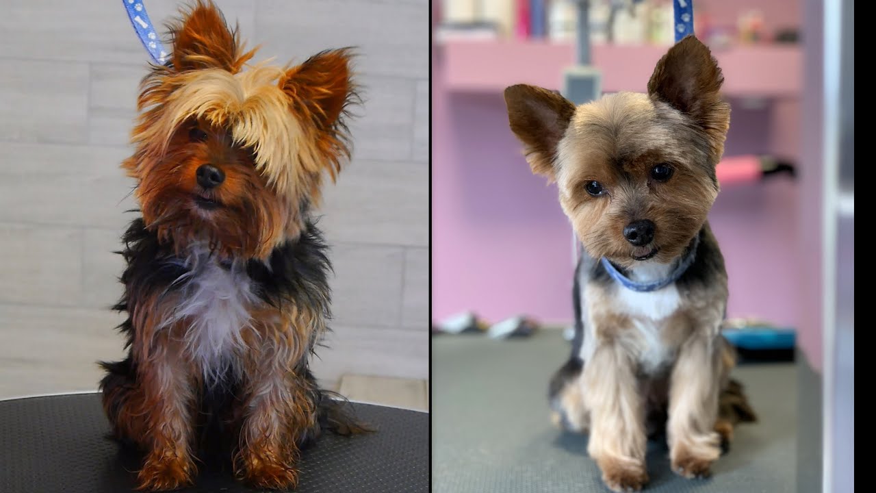 do yorkshire terriers need haircuts