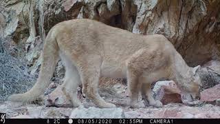 Monitoreando Pumas en Parque Patagonia Argentina