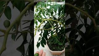 Fruit plant are fruiting in container /tropical /fruit /plant /youtube /viral /shorts /video